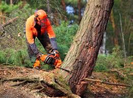 How Our Tree Care Process Works  in North El Monte, CA